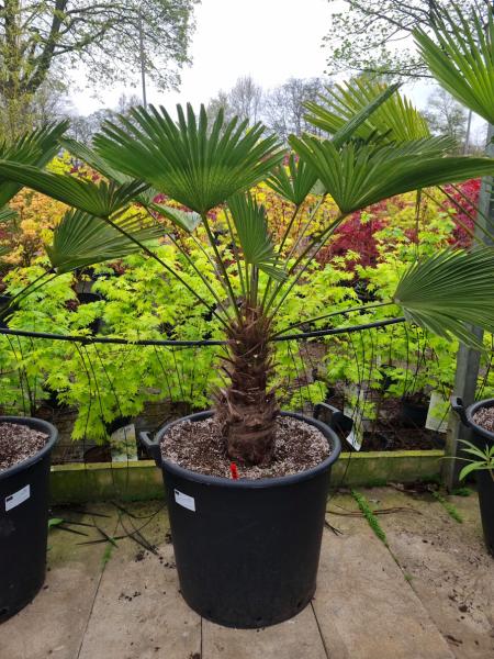 Hanfpalme-Trachycarpus-Wagnerianus-199