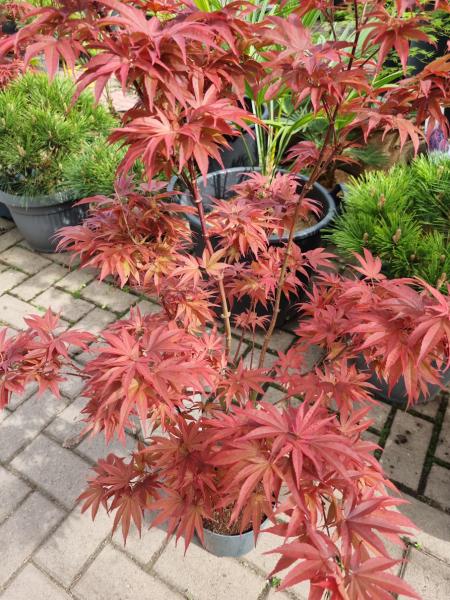 Roter Fächerahorn Acer Palmatum Pixi 100/120 cm.