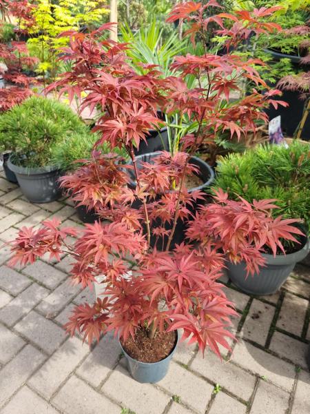 Acer Palmatum Pixi 100-120cm