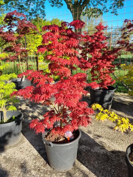 Roter-Faecherahorn-Acer-Palmatum-Pixi-Nr14