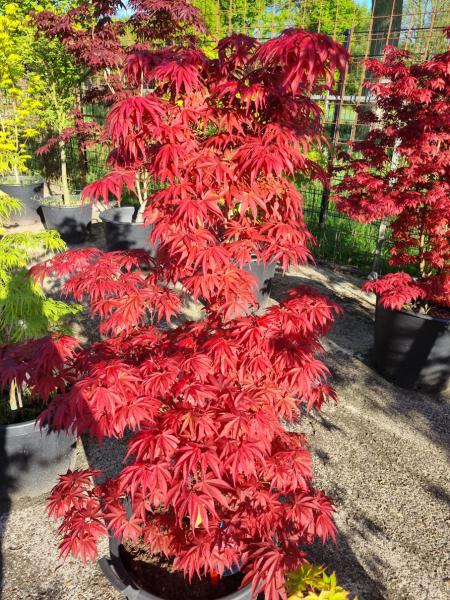 Acer Palmatum Pixi  155cm / Fächerahorn rot / genau den im Bild Nr.14