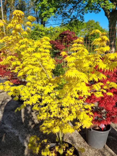 Acer Palmatum Orange dream Nr.18 / wie ein Sonnenschein im Garten.