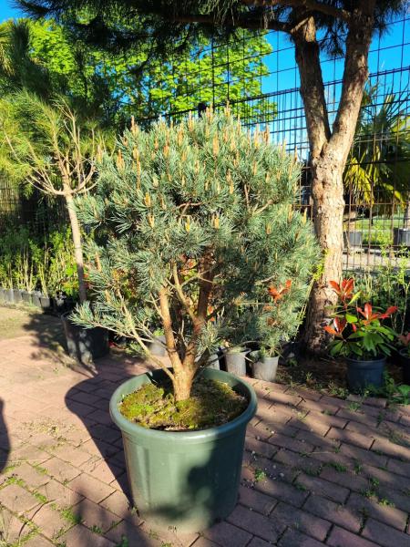 Pinus sylvestris watereri 140cm