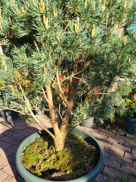Pinus sylvestris watereri 140cm Nr.6
