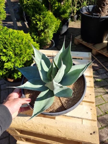 Winterharte-Agave-ovatifolia-Nr-97