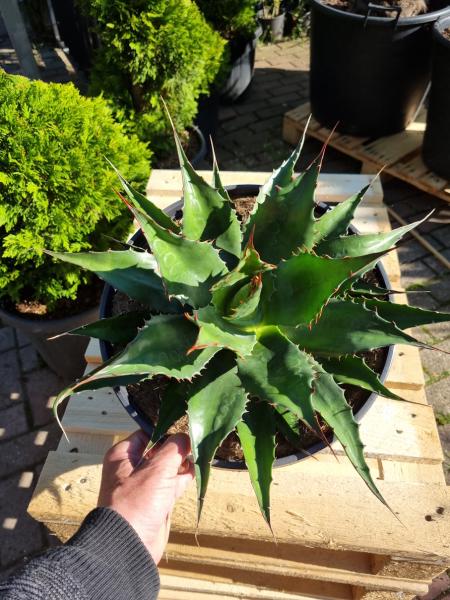 Winterharte-Agave-Montana-Nr-100