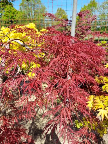 A.Palmatum Garnet hochstamm Nr.9 / schirmförmige Fächerahorn rot.