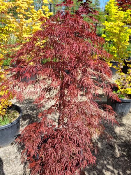 Acer Palmatum Garnet Nr.13 / schirmförmige Fächerahorn rot.