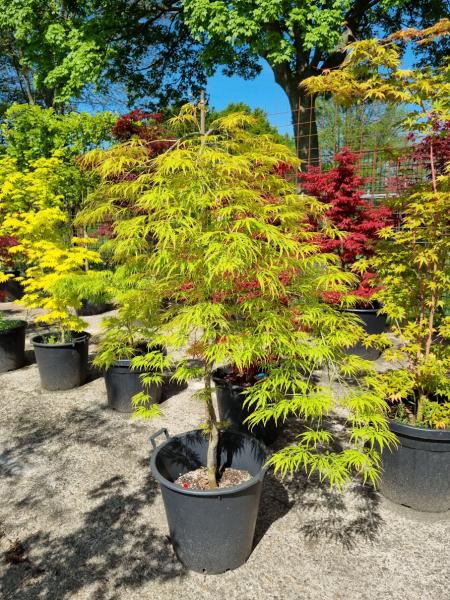 Acer Palmatum Dissectum Nr.10