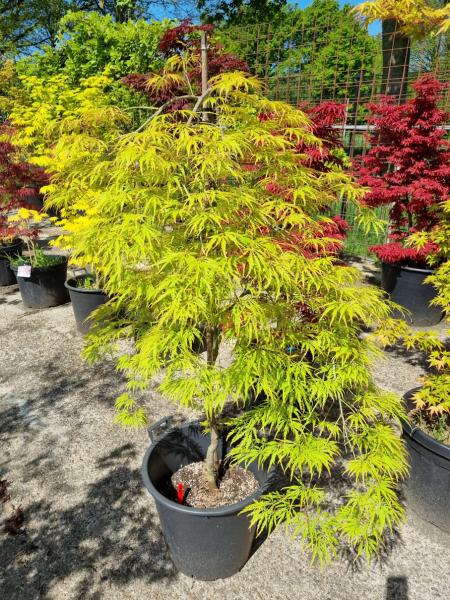Acer Palmatum Dissectum 155 cm - grüner Fächerahorn - Schirmförmig wachsend