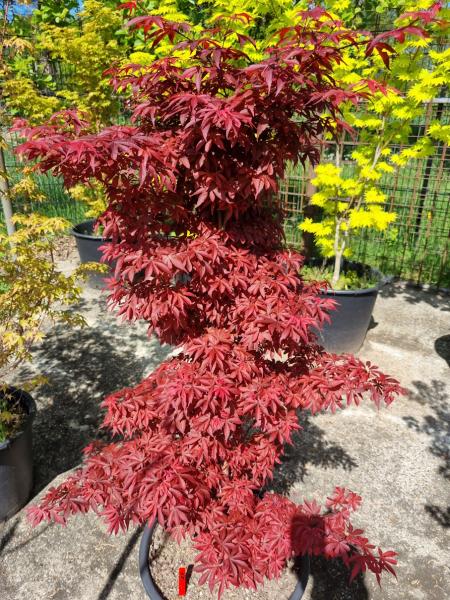 Roter Fächerahorn Acer ´skeeters 'broom' 155 cm genau diesen Nr.15