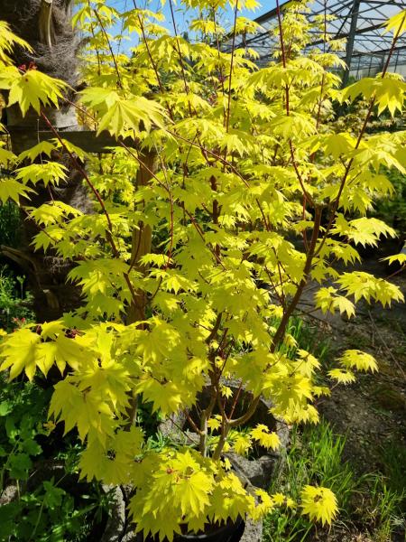 ↑ Sie erhalten genau diesen Goldahorn ↑ Acer shirasawanum 'Jordan' Nr.22 ↑ Sie erhalten genau diesen Goldahorn ↑ Acer shirasawanum 'Jordan' Nr.22