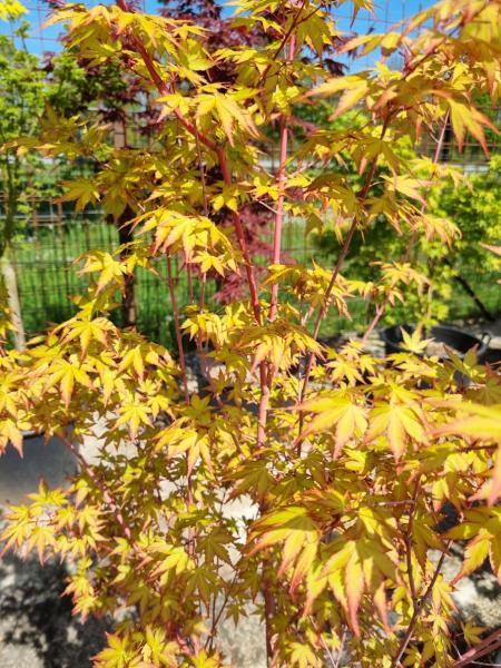 ↑ Sie erhalten genau diesen Goldahorn ↑ Acer Palmatum' 'Sangokaku''  Nr.25