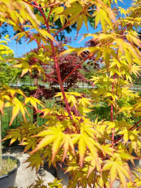 ↑ Sie erhalten genau diesen Goldahorn ↑ Acer Palmatum' 'Sangokaku''  Nr.25