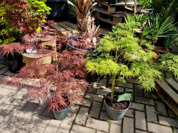 Acer Palmatum Garnet - Roter Fächerahorn - Schirmförmig wachsend - 70/80 cm.