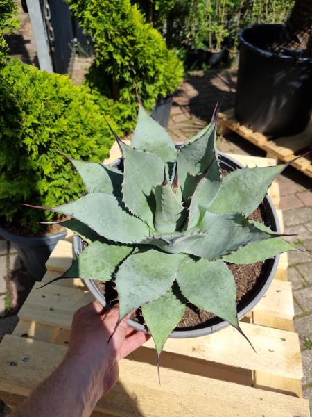 Winterharte-Agave-parryi-var-parryi-Nr-103