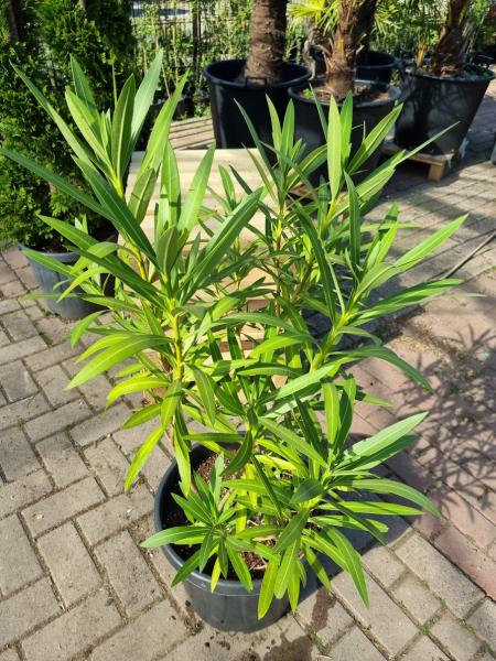 Nerium oleander 110cm Rosenlorbeer des Südens.