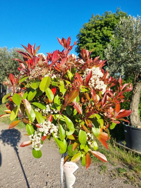 Glanzmispel 180/200cm - Photinia red robin - 100cm hochstamm. Glanzmispel 180/200cm - Photinia red robin - 100cm hochstamm.