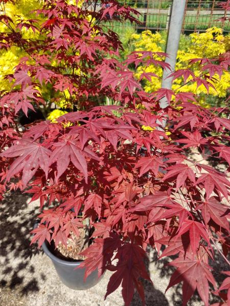 Roter Fächerahorn 170cm - A.Palmatum Atropurpureum Nr.27 Roter Fächerahorn 170cm - A.Palmatum Atropurpureum Nr.27