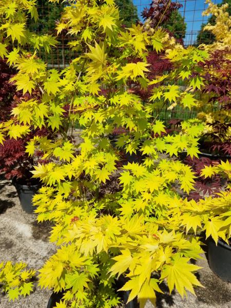 ↑ Sie erhalten genau diesen Goldahorn ↑ Acer shirasawanum 'Jordan'  Nr.30