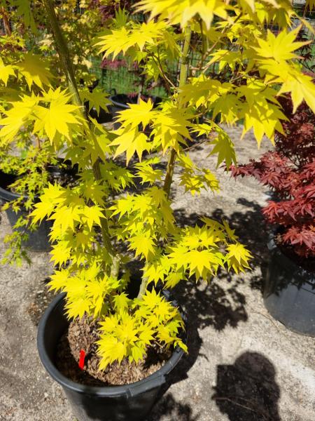 ↑ Sie erhalten genau diesen Goldahorn ↑ 190cm Acer shirasawanum 'Jordan'  Nr.32