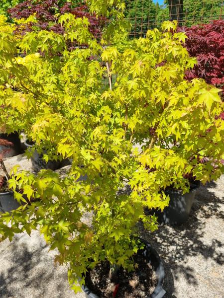 Roter Fächerahorn 160cm - Acer Palmatum Nr.33