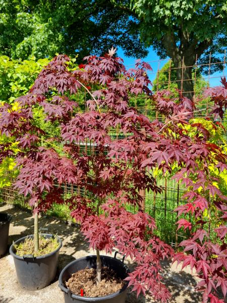 Roter Fächerahorn 230cm - A.Palmatum Atropurpureum Nr.35 Roter Fächerahorn 230cm - A.Palmatum Atropurpureum Nr.35