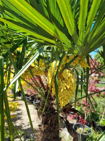 Winterharte Hanfpalme Trachycarpus Fortunei 220 cm - genau den im Bild - Nr.201