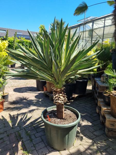 Yucca gloriosa variegata 160 cm XL - genau diesen im Bild. Yucca gloriosa variegata 160 cm XL - genau diesen im Bild.