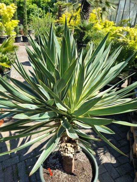 Yucca gloriosa variegata 160 cm XL - genau diesen im Bild. Yucca gloriosa variegata 160 cm XL - genau diesen im Bild.