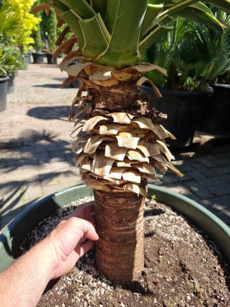 Yucca gloriosa variegata 160 cm XL - genau diesen im Bild. Yucca gloriosa variegata 160 cm XL - genau diesen im Bild.