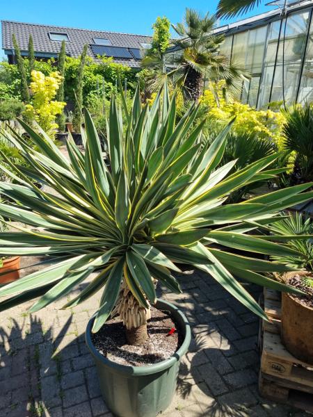 Yucca gloriosa variegata 160 cm XL - genau diesen im Bild. Yucca gloriosa variegata 160 cm XL - genau diesen im Bild.