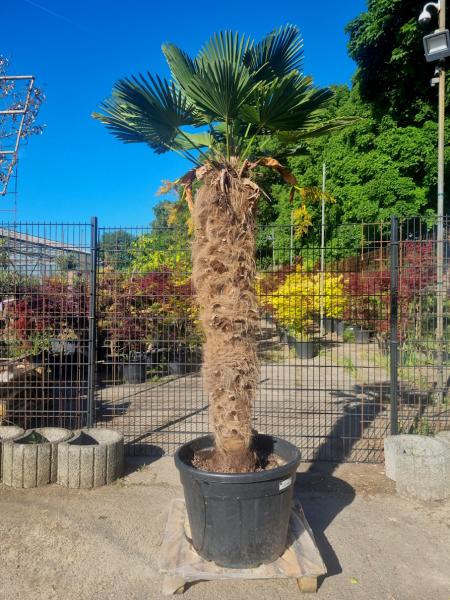 Hanfpalme-Trachycarpus-Wagnerianus-205