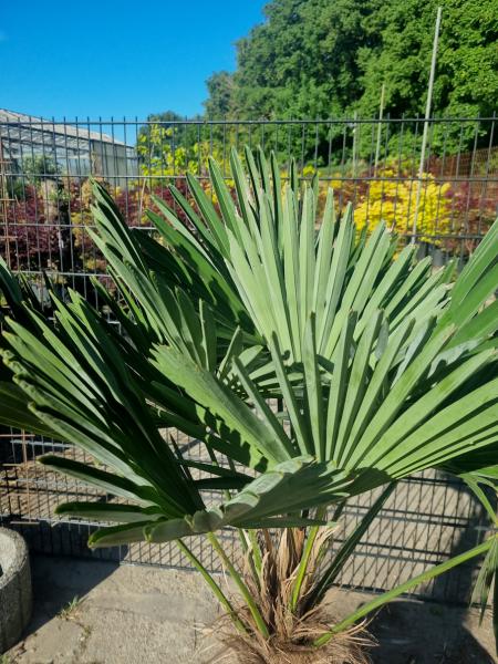 Winterharte Hanfpalme Trachycarpus 165cm ↑ genau diesen im Bild ↑ Wagnerianus Nr.206