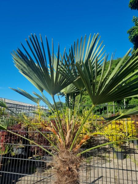 Winterharte Hanfpalme Trachycarpus 220cm ↑ genau diesen im Bild ↑ Wagnerianus Nr.208