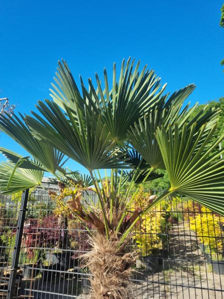 Winterharte Hanfpalme Trachycarpus 240cm ↑ genau diesen im Bild ↑ Wagnerianus Nr.212