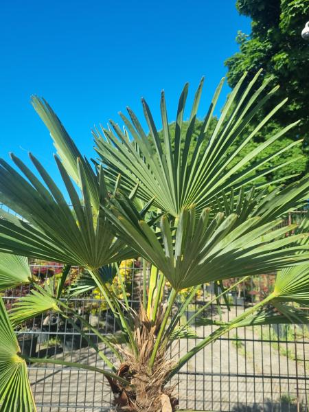 Winterharte Hanfpalme Trachycarpus 200cm ↑ genau diesen im Bild ↑ Wagnerianus Nr.213