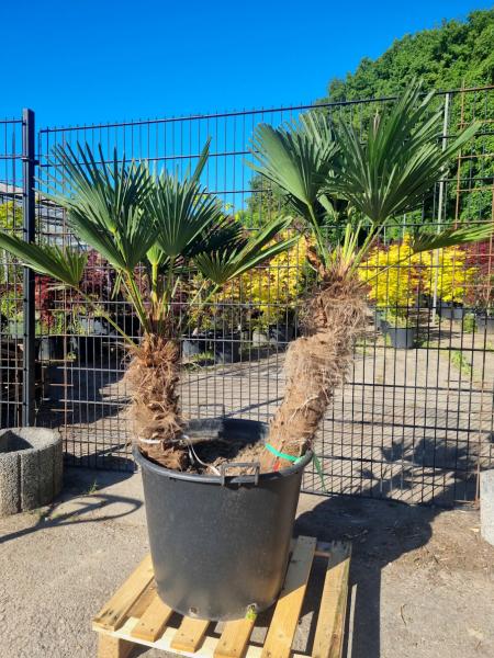 Hanfpalme-Trachycarpus-Wagnerianus-214