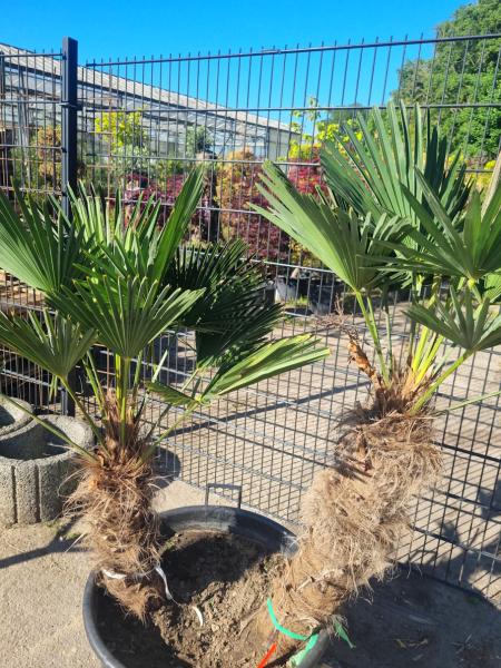 Winterharte Hanfpalme Trachycarpus 160cm ↑ genau diesen im Bild ↑ Wagnerianus Nr.214