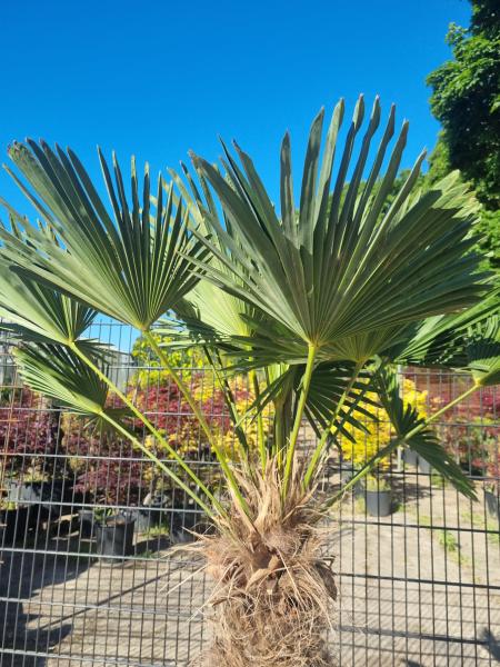 Winterharte Hanfpalme Trachycarpus 190cm ↑ genau diesen im Bild ↑ Wagnerianus Nr.215