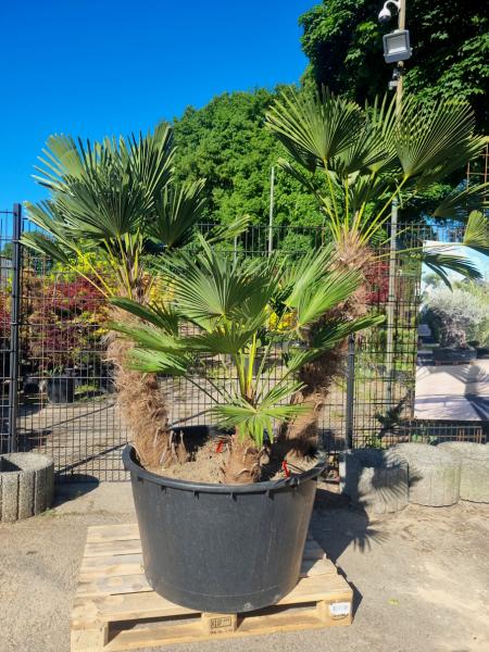 Hanfpalme-Trachycarpus-Wagnerianus-216