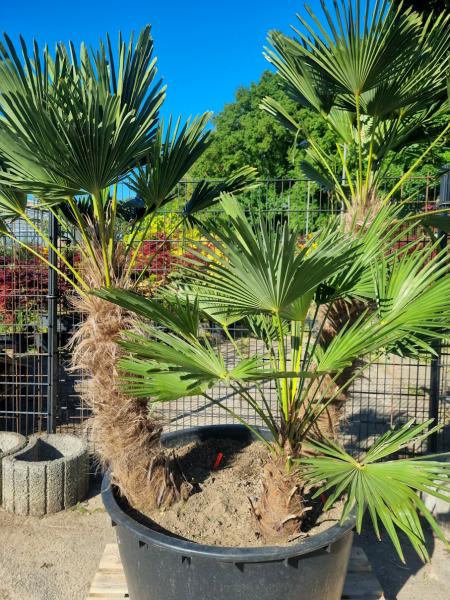 Winterharte Trachycarpus Wagnerianus  3 stämmige - 225 cm ↑ genau diesen ↑ Hanfpalme Nr.216