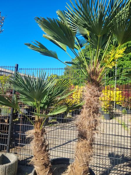 Winterharte Trachycarpus Wagnerianus  2 stämmige - 225 cm ↑ genau diesen ↑ Hanfpalme Nr.217