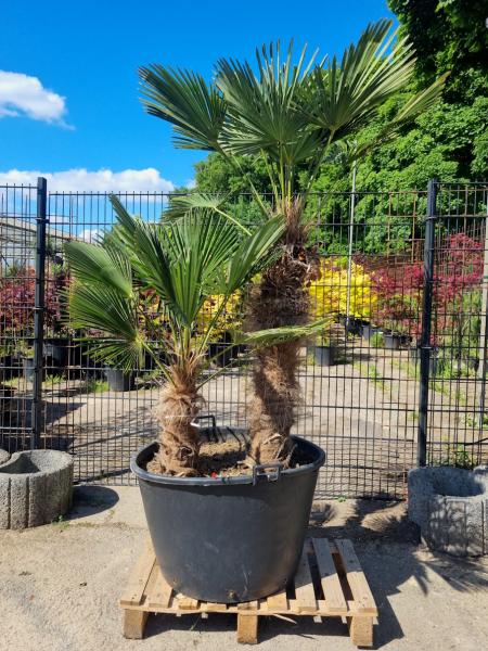 Hanfpalme-Trachycarpus-Wagnerianus-219