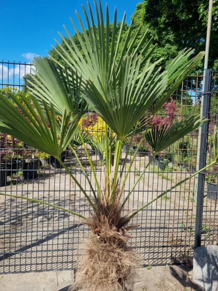 Winterharte Hanfpalme Trachycarpus 170cm ↑ genau diesen im Bild ↑ Wagnerianus Nr.220