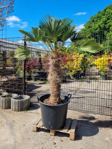 Hanfpalme-Trachycarpus-Wagnerianus-221