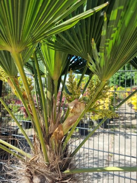 Winterharte Hanfpalme Trachycarpus 190cm ↑ genau diesen im Bild ↑ Wagnerianus Nr.221