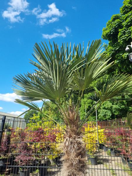 Winterharte Hanfpalme Trachycarpus 265 cm ↑ genau diesen ↑ Wagnerianus Nr.222
