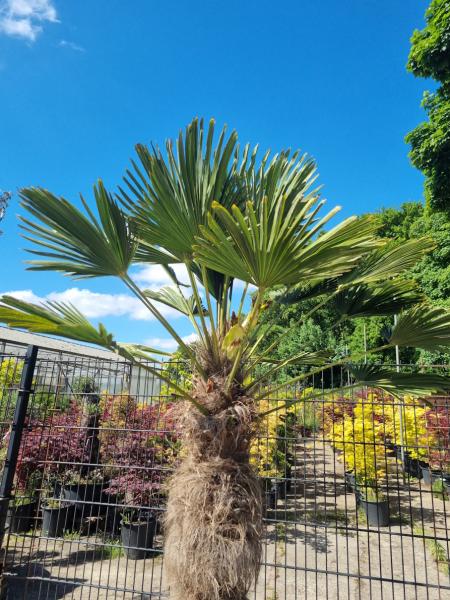 Winterharte Hanfpalme Trachycarpus 250cm ↑ genau diesen ↑ Wagnerianus Nr.223