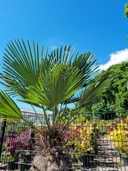 Winterharte Hanfpalme Trachycarpus 230cm ↑ genau diesen im Bild ↑ Wagnerianus Nr.226